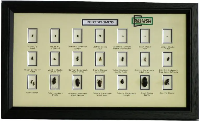 “Custom framed insect artwork by Nuneaton Picture Framing”