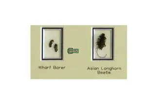 Insects