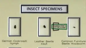 “Custom-framed-insect-art-by-Nuneaton-Picture-Framing”